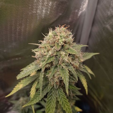 Somango Glue growlog timeline photo