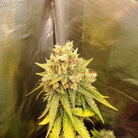 Somango Glue growlog timeline photo