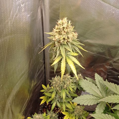 Somango Glue growlog timeline photo