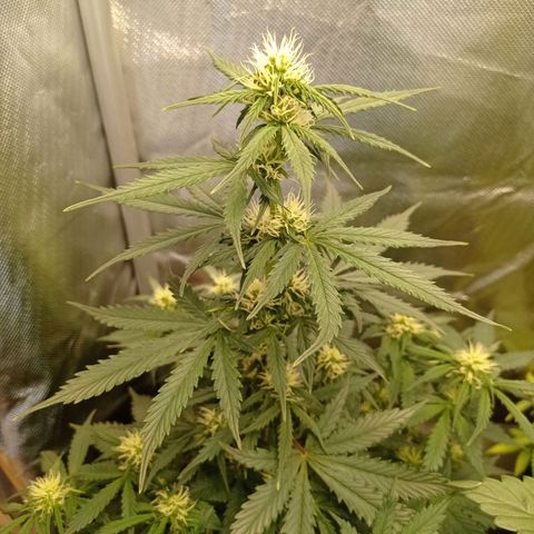 Wedding Cake growlog timeline photo