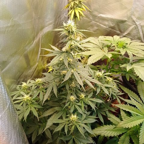Wedding Cake growlog timeline photo