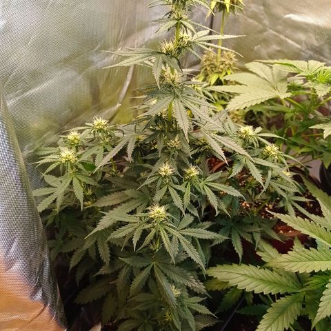 Wedding Cake growlog timeline photo