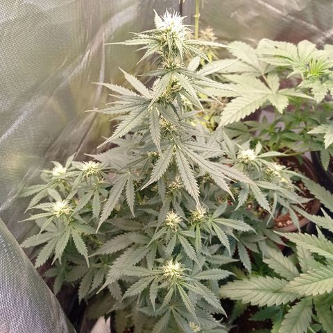 Wedding Cake growlog timeline photo
