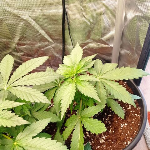 GHO Cookies growlog timeline photo