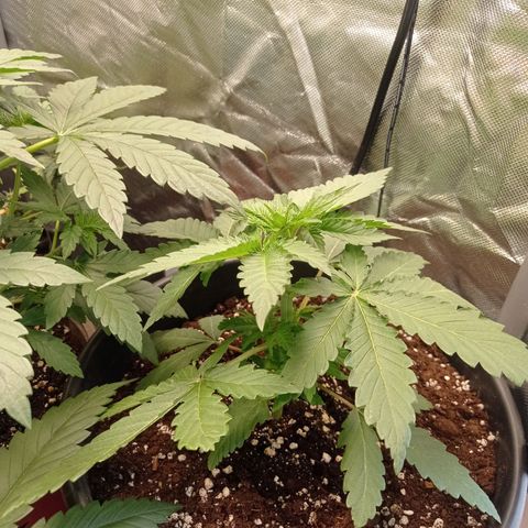 GHO Cookies growlog timeline photo