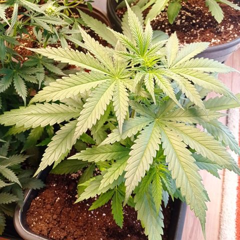Critical Kush  growlog timeline photo