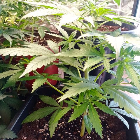 Critical Kush  growlog timeline photo