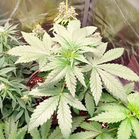 Purple Haze  growlog timeline photo