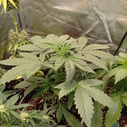 Purple Haze  growlog timeline photo