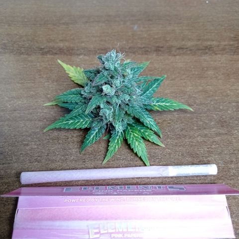 Somango Glue growlog timeline photo