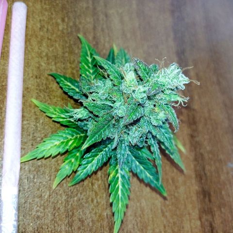Somango Glue growlog timeline photo
