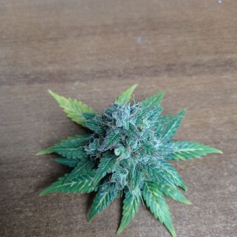Somango Glue growlog timeline photo