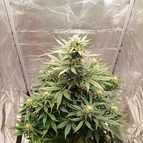 Wedding Cake growlog timeline photo