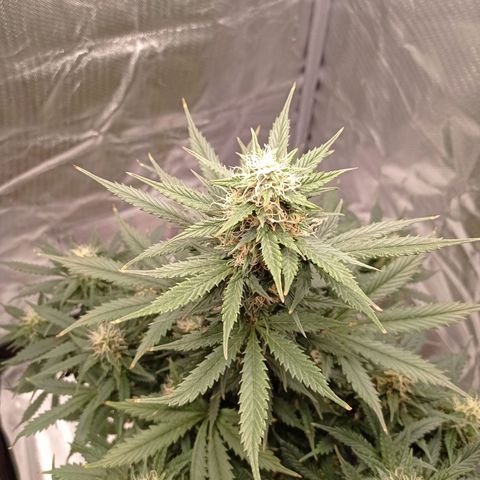 Wedding Cake growlog timeline photo