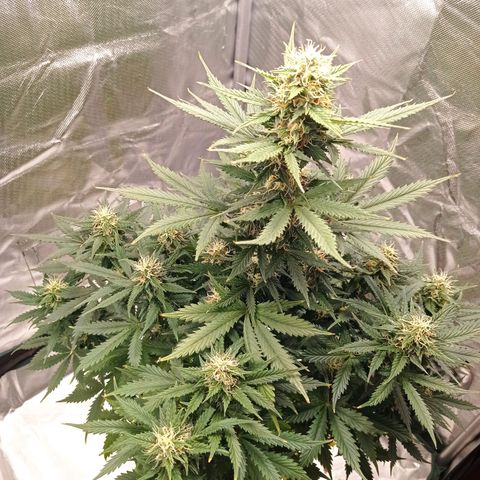 Wedding Cake growlog timeline photo