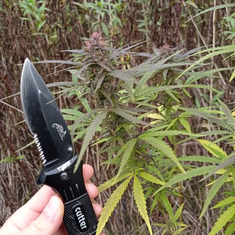 Mavis growlog timeline photo
