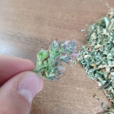 Mavis growlog timeline photo