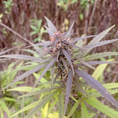 Mavis growlog timeline photo