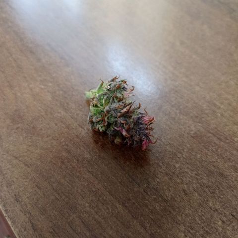 Mavis growlog timeline photo