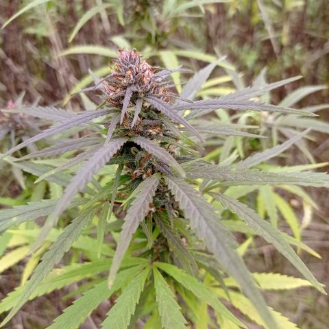 Mavis growlog timeline photo
