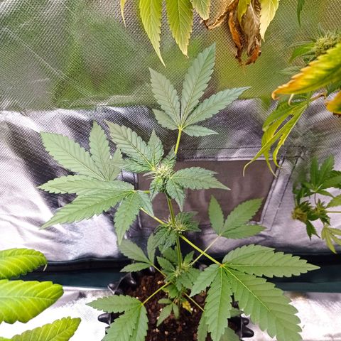 Do-Si-Dos  growlog timeline photo