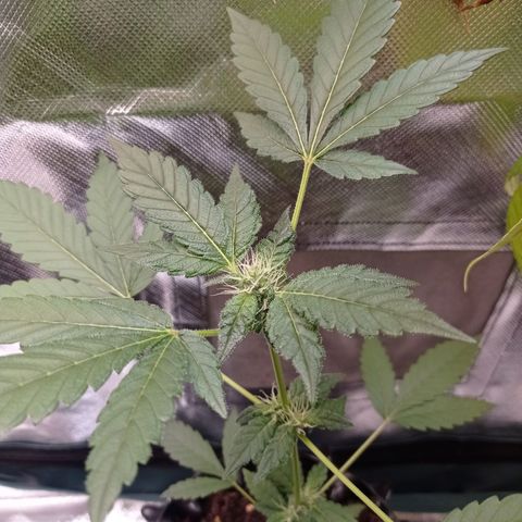 Do-Si-Dos  growlog timeline photo