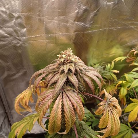 GHO Cookies growlog timeline photo