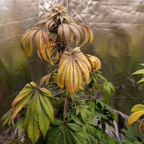 GHO Cookies growlog timeline photo