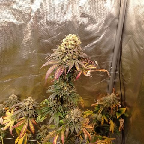 Purple Haze  growlog timeline photo