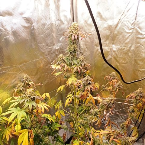 Purple Haze  growlog timeline photo