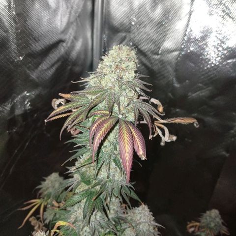 Purple Haze  growlog timeline photo