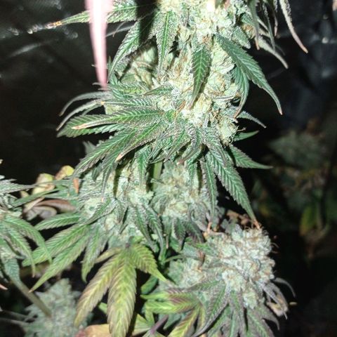 Purple Haze  growlog timeline photo