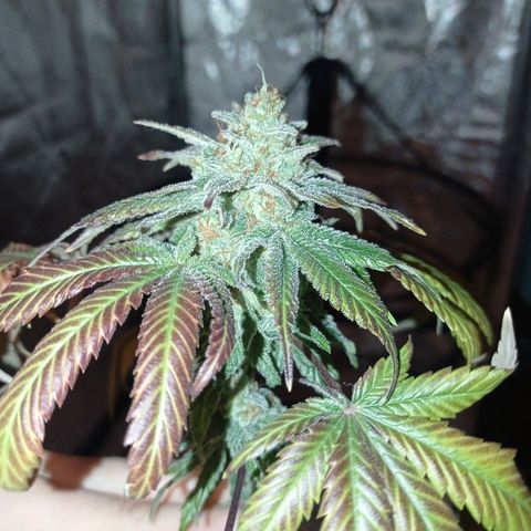 GHO Cookies growlog photo: Ścina!!!