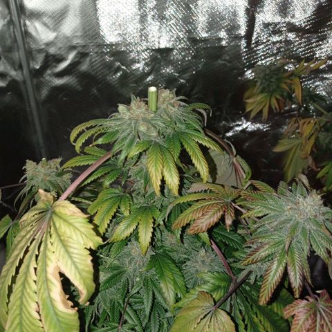 GHO Cookies growlog photo: Ścina!!!
