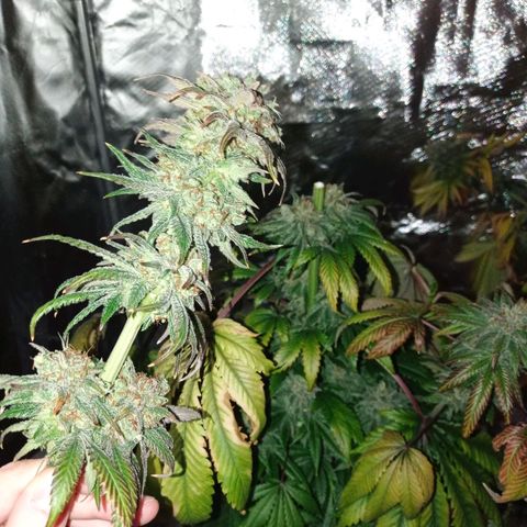 GHO Cookies growlog photo: Ścina!!!