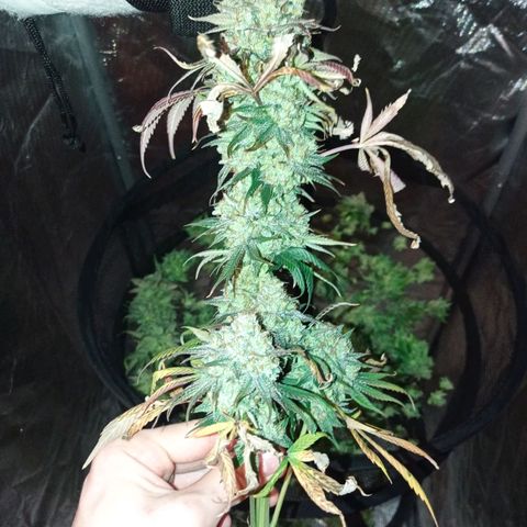 Purple Haze  growlog timeline photo