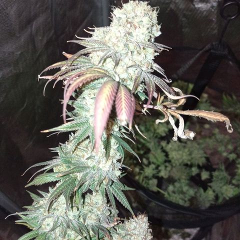 Purple Haze  growlog timeline photo