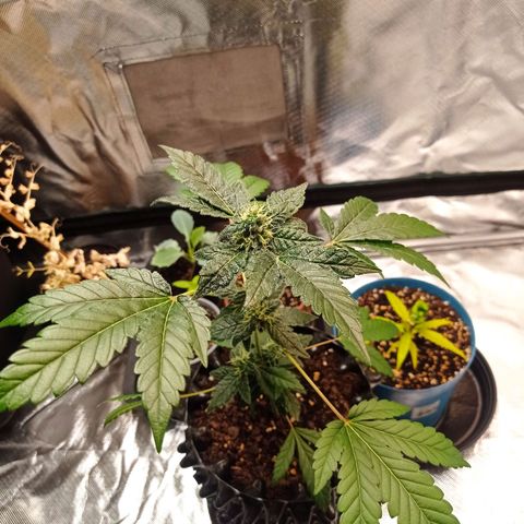 Do-Si-Dos  growlog timeline photo
