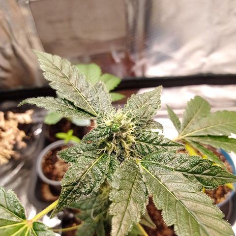 Do-Si-Dos  growlog timeline photo
