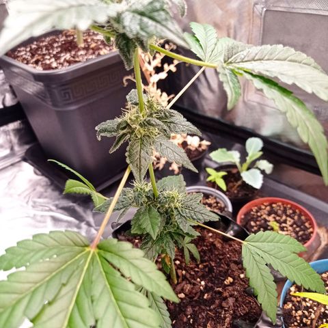 Do-Si-Dos  growlog timeline photo