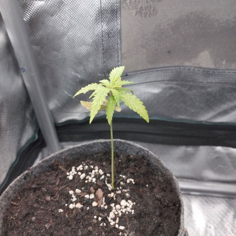 Critical Kush growlog timeline photo