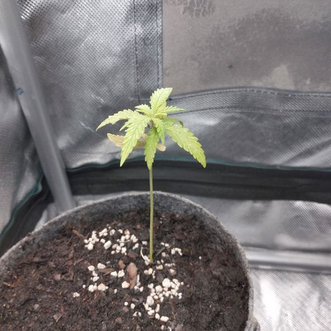 Critical Kush growlog timeline photo