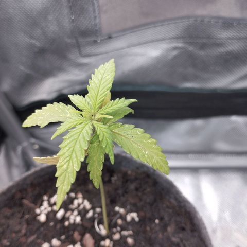 Critical Kush growlog timeline photo
