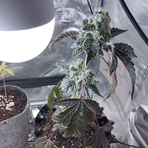 Do-Si-Dos  growlog timeline photo