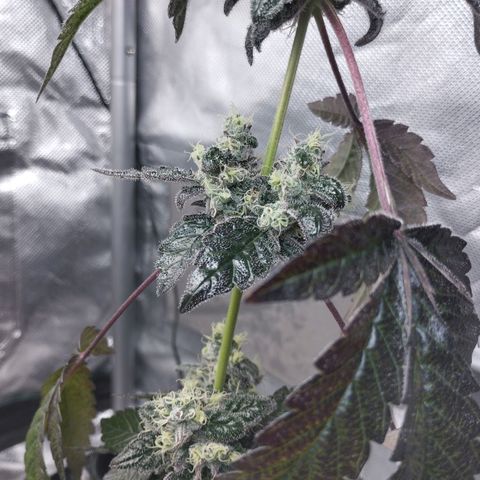 Do-Si-Dos  growlog timeline photo