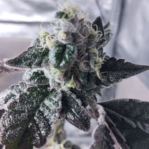 Do-Si-Dos  growlog timeline photo