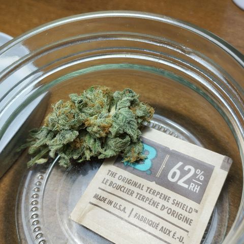 GHO Cookies growlog photo: Only one bud left :(