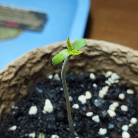 Legendary OG punch  growlog timeline photo