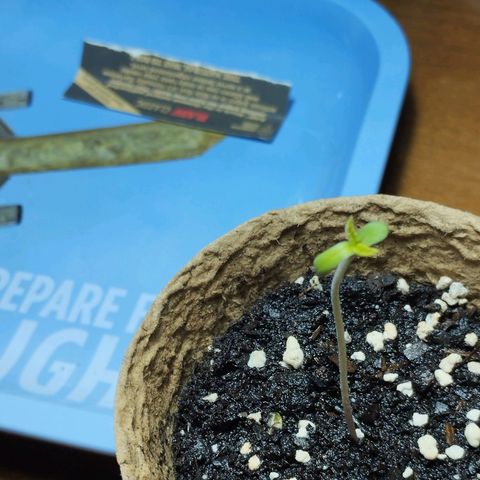 Legendary OG punch  growlog timeline photo
