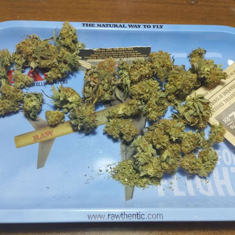 Purple Haze  growlog photo: Curling day 20+ idk exacly